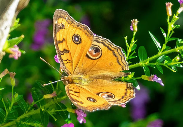 ১৬ ডিসেম্বর, ২০২২